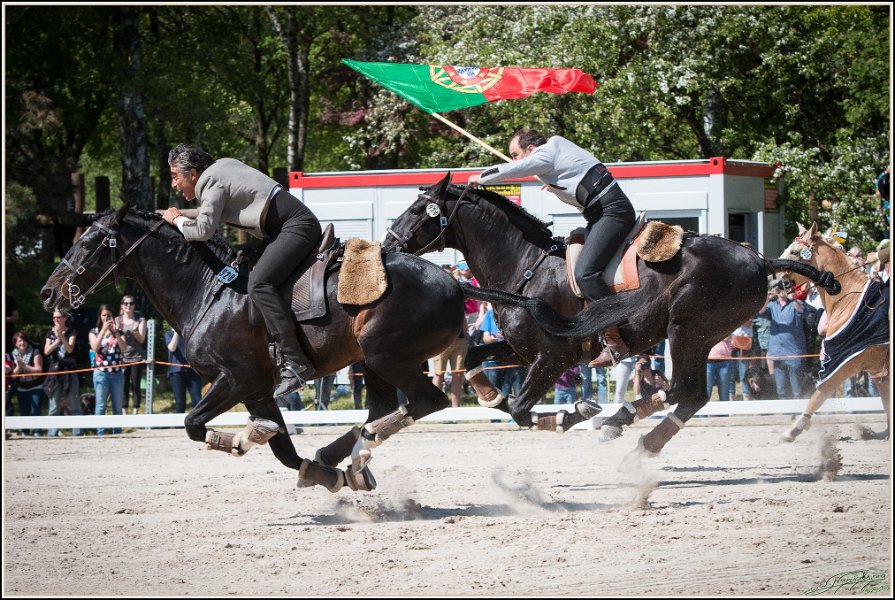 Pferd International 213